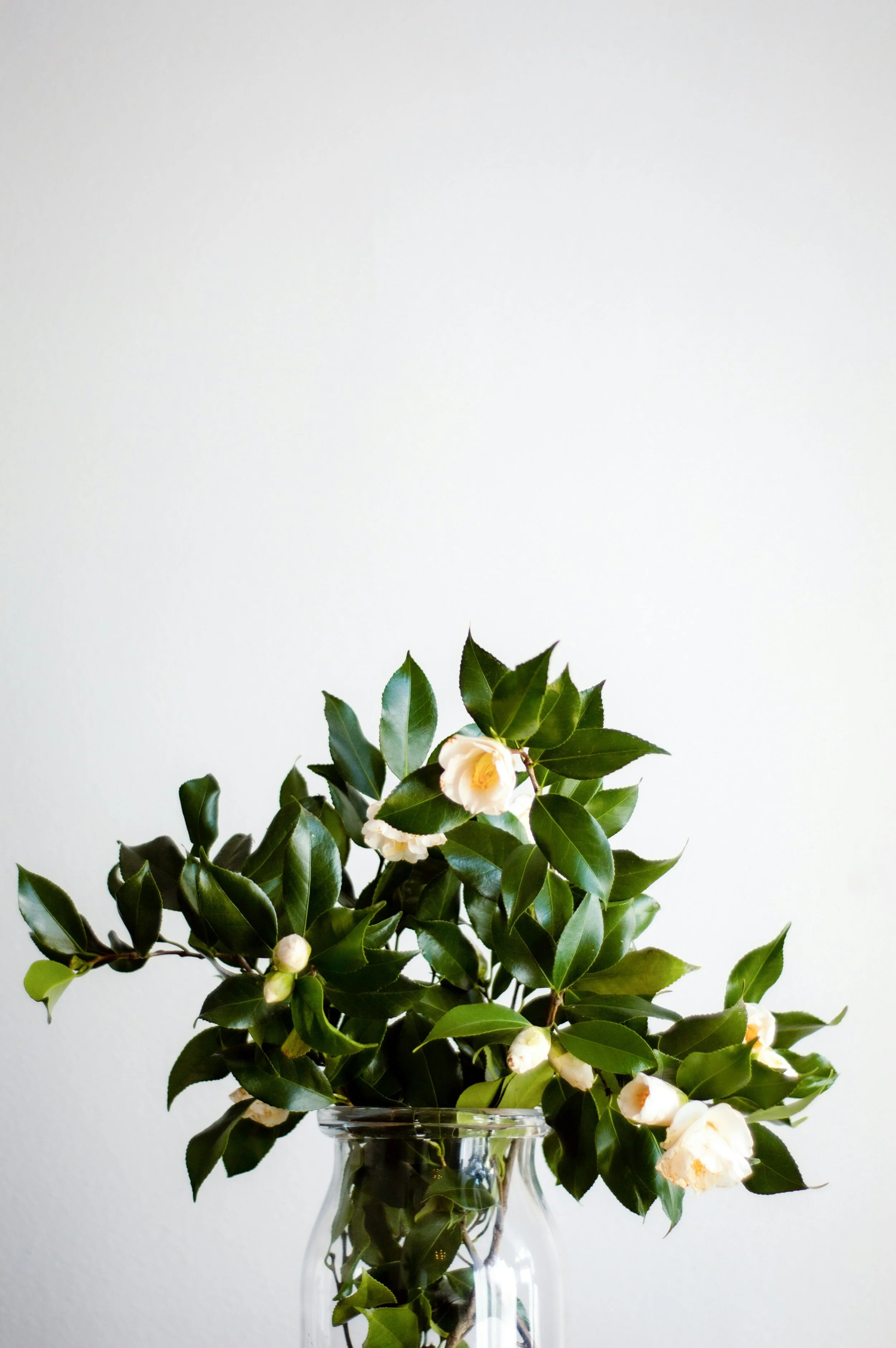 A bouquet of white flowers and green leaves in a glass vase against a plain white wall.