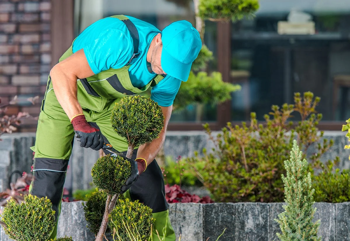 A man wearing a blue shirt, green overalls, and a blue cap is pruning a small, round shrub in a garden.