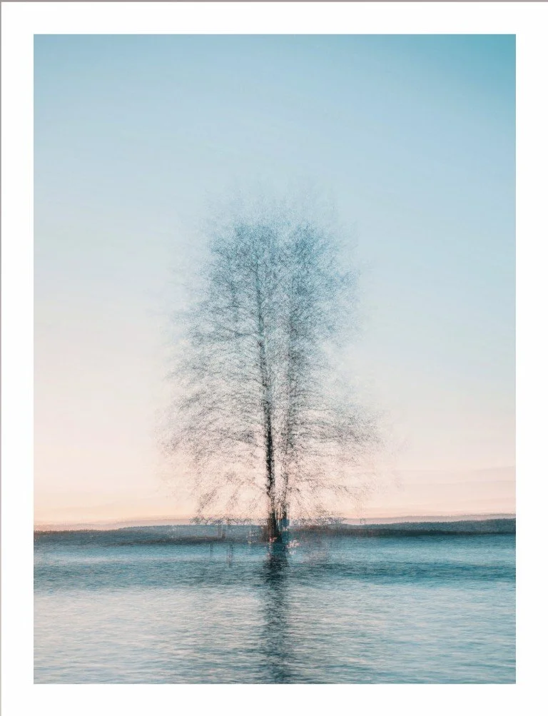 Lonely tree