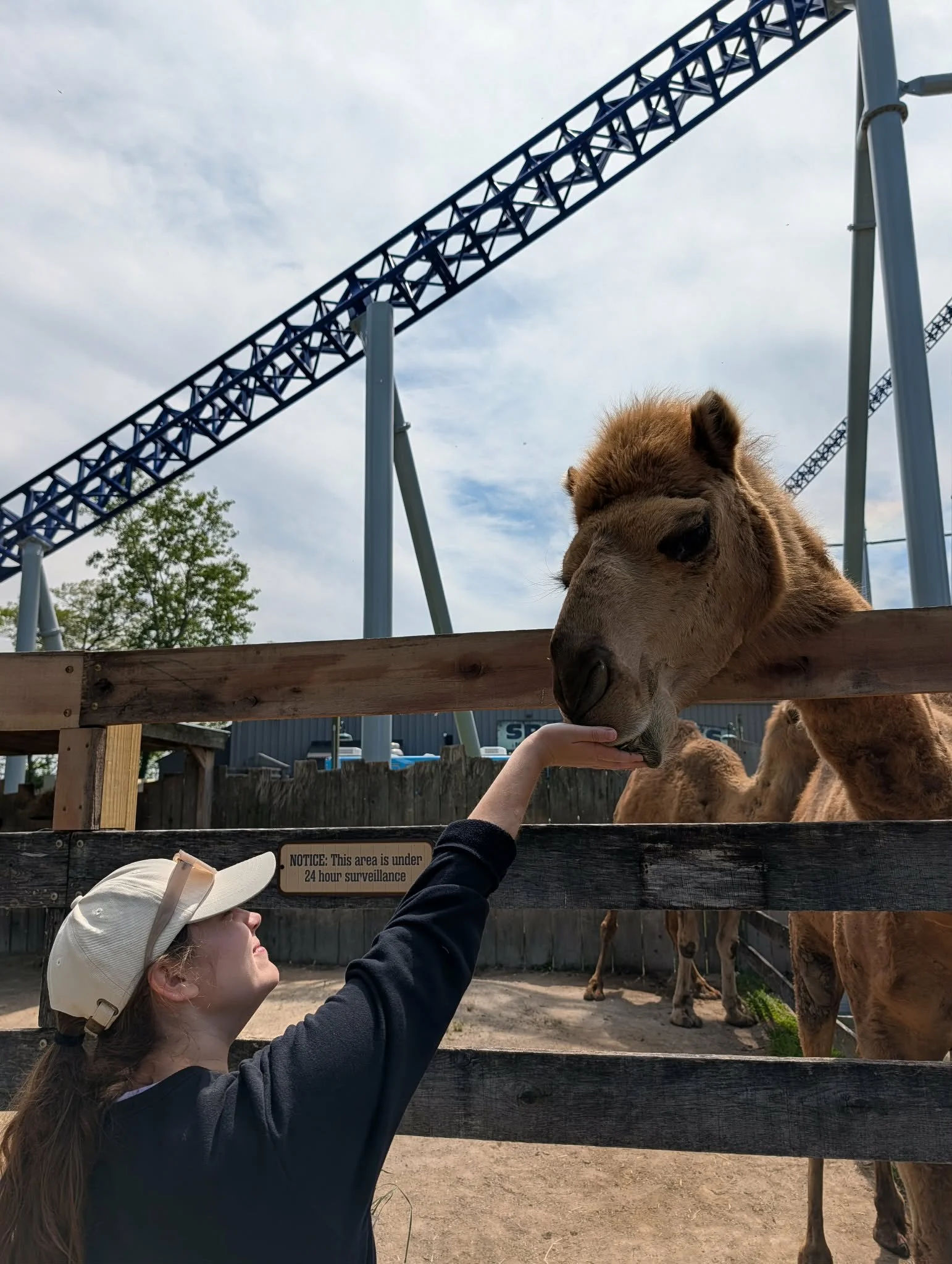 Sarah feeding a camel