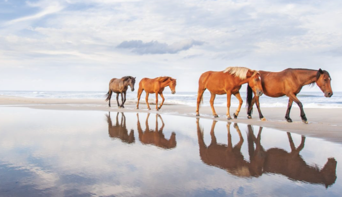 No Passport Required: The Carolinas (and a Little Beyond)