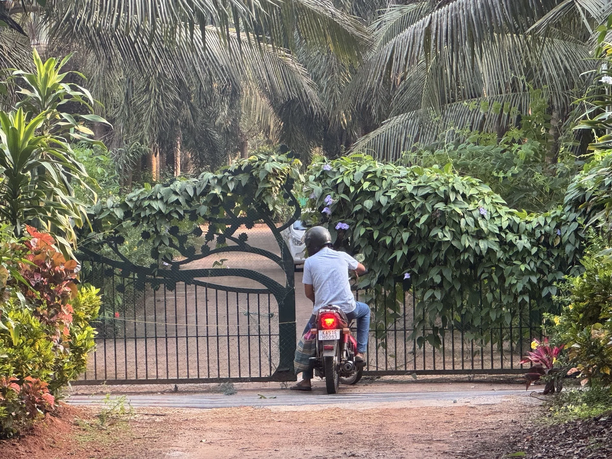 ayur3.jpg