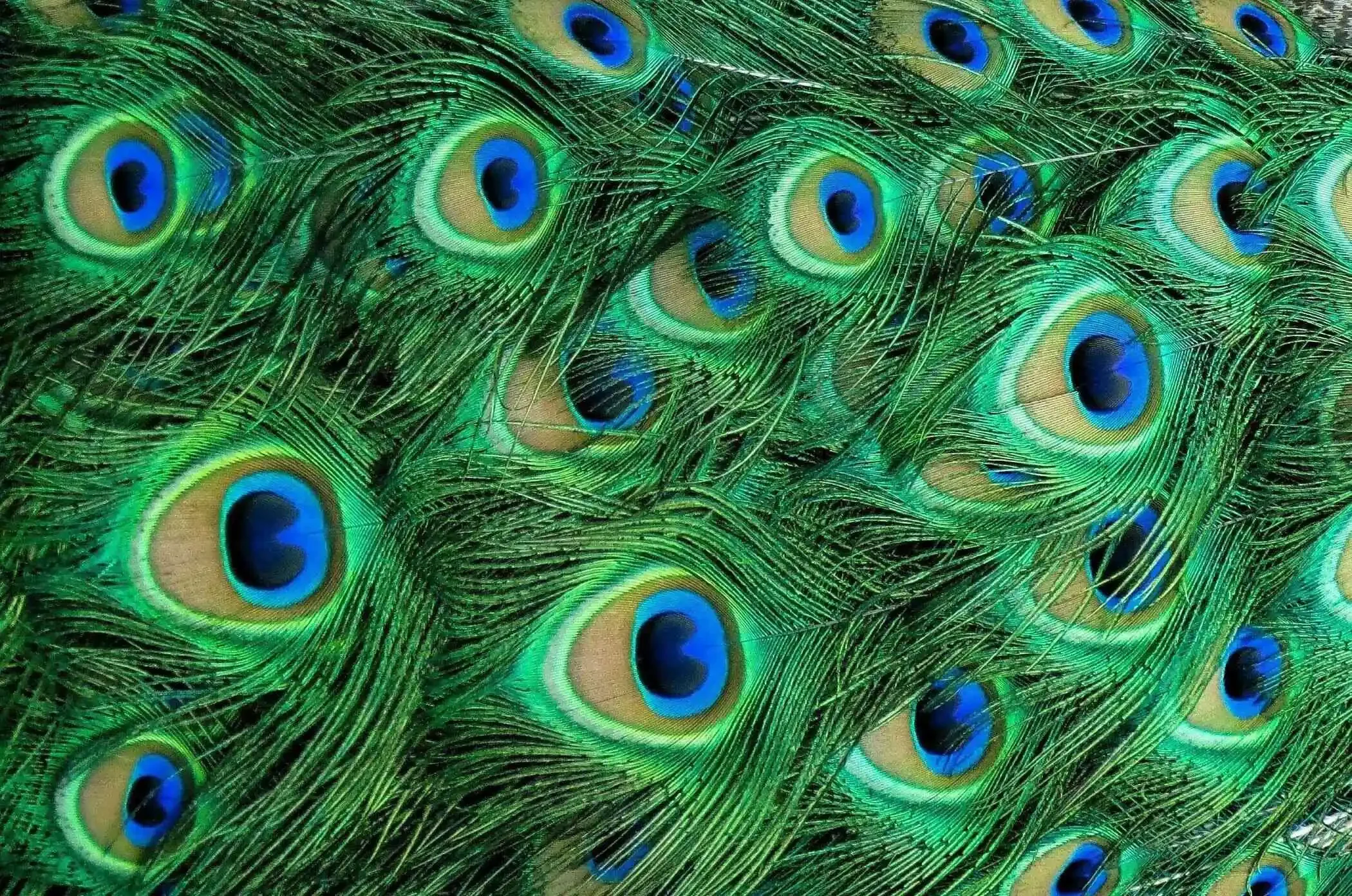 Close-up photo of peacock feathers showing eye-like patterns in green, blue, and gold colors.