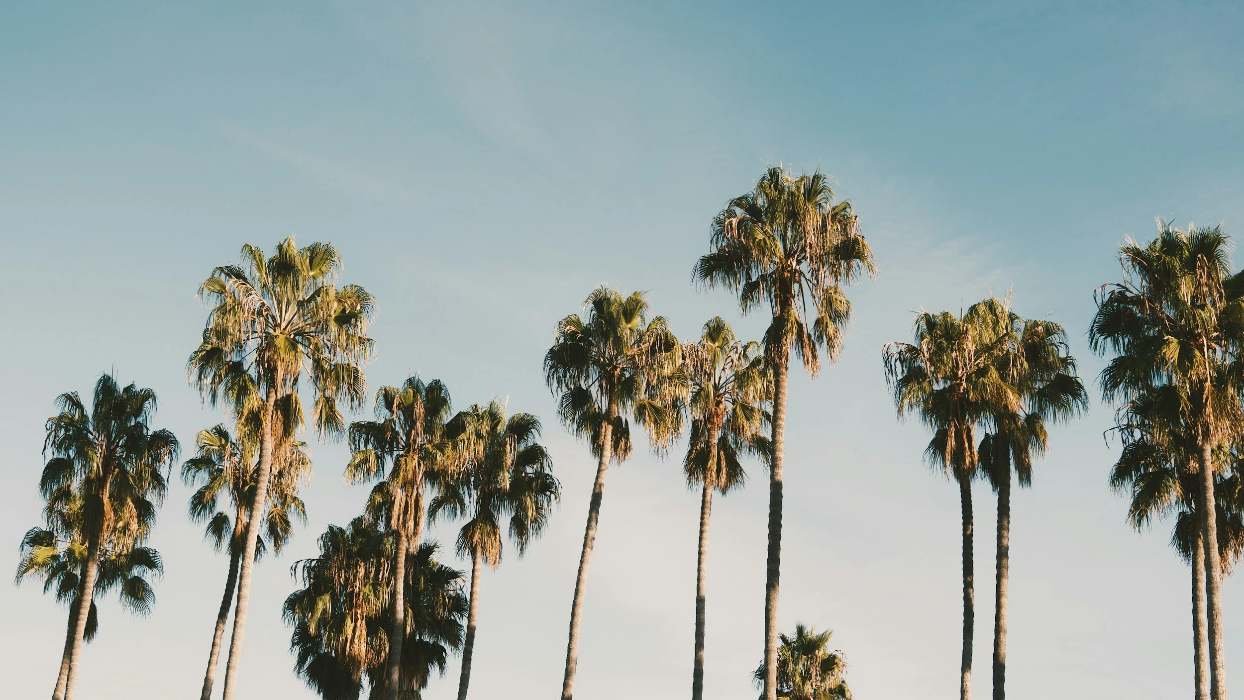 A row of tall palm trees against a blue sky.