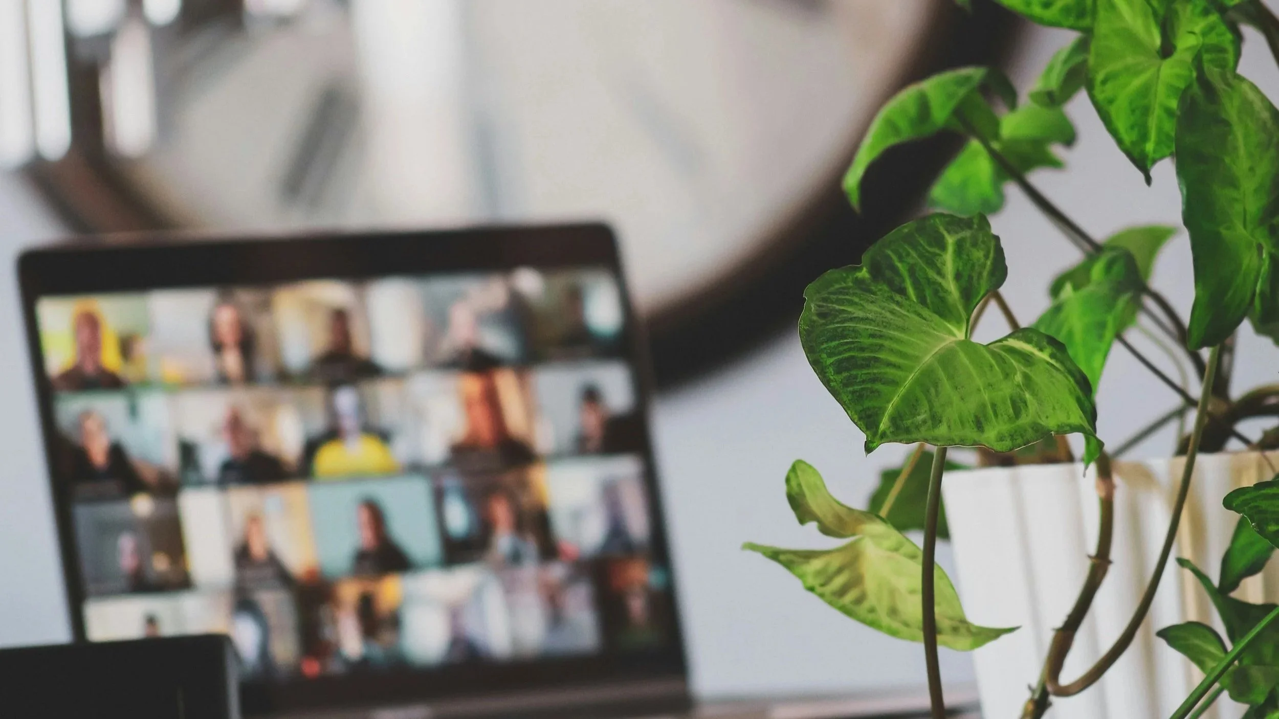 A computer monitor showing a video conferencing call with multiple participants, placed next to a potted green plant with large, variegated leaves.