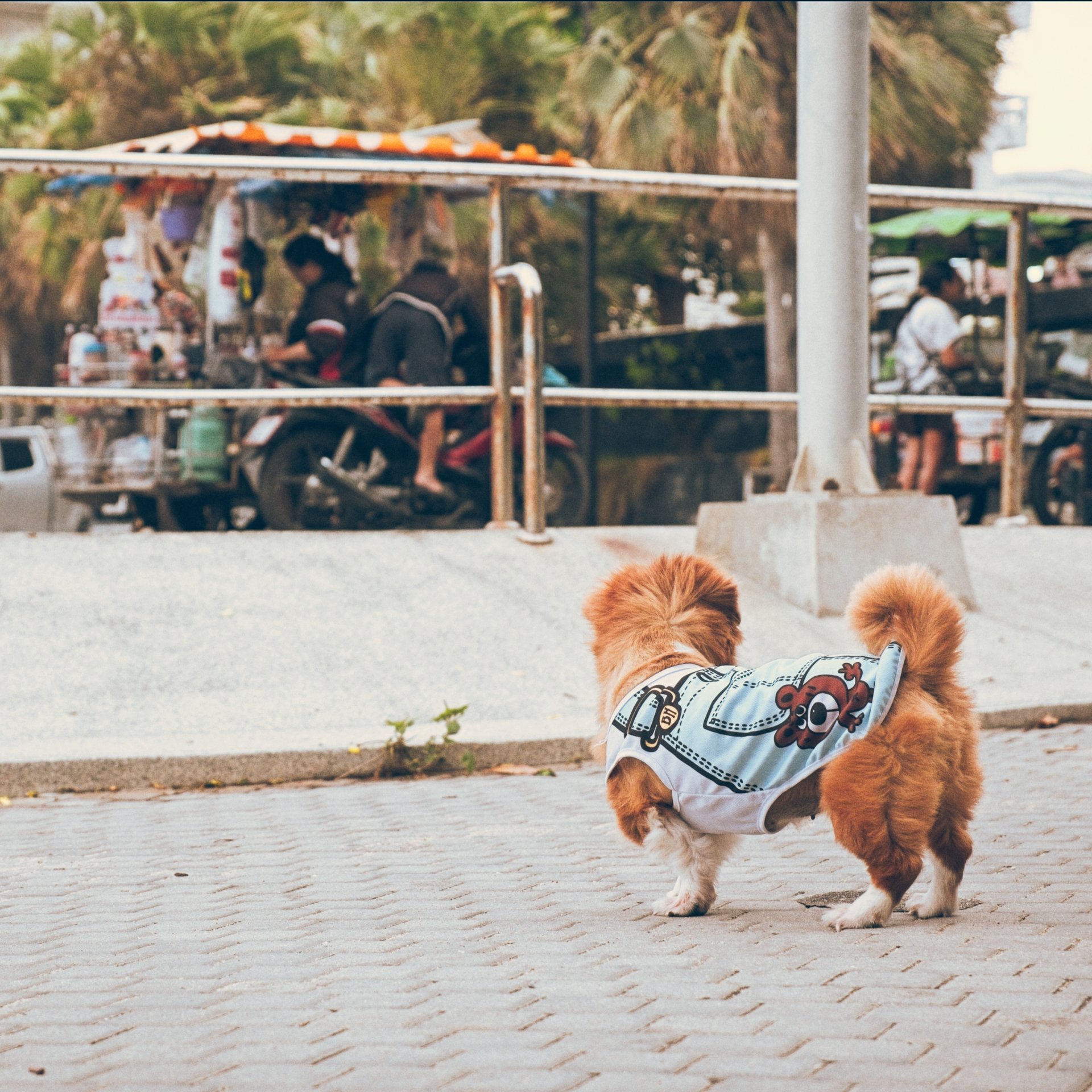 A small, fluffy dog with reddish-brown fur and white paws wearing a colorful shirt standing on a wooden deck, looking away from the camera. In the background, there are blurred trees, a parked vehicle, and some people near a truck with metal bars.