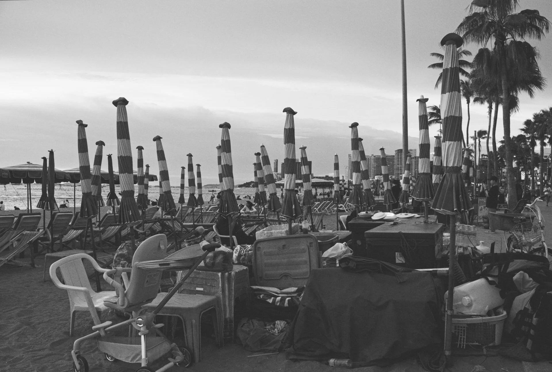 Beach scene with numerous striped umbrellas, chairs, and various items strewn on the ground, with palm trees and city buildings in the background, in black and white.