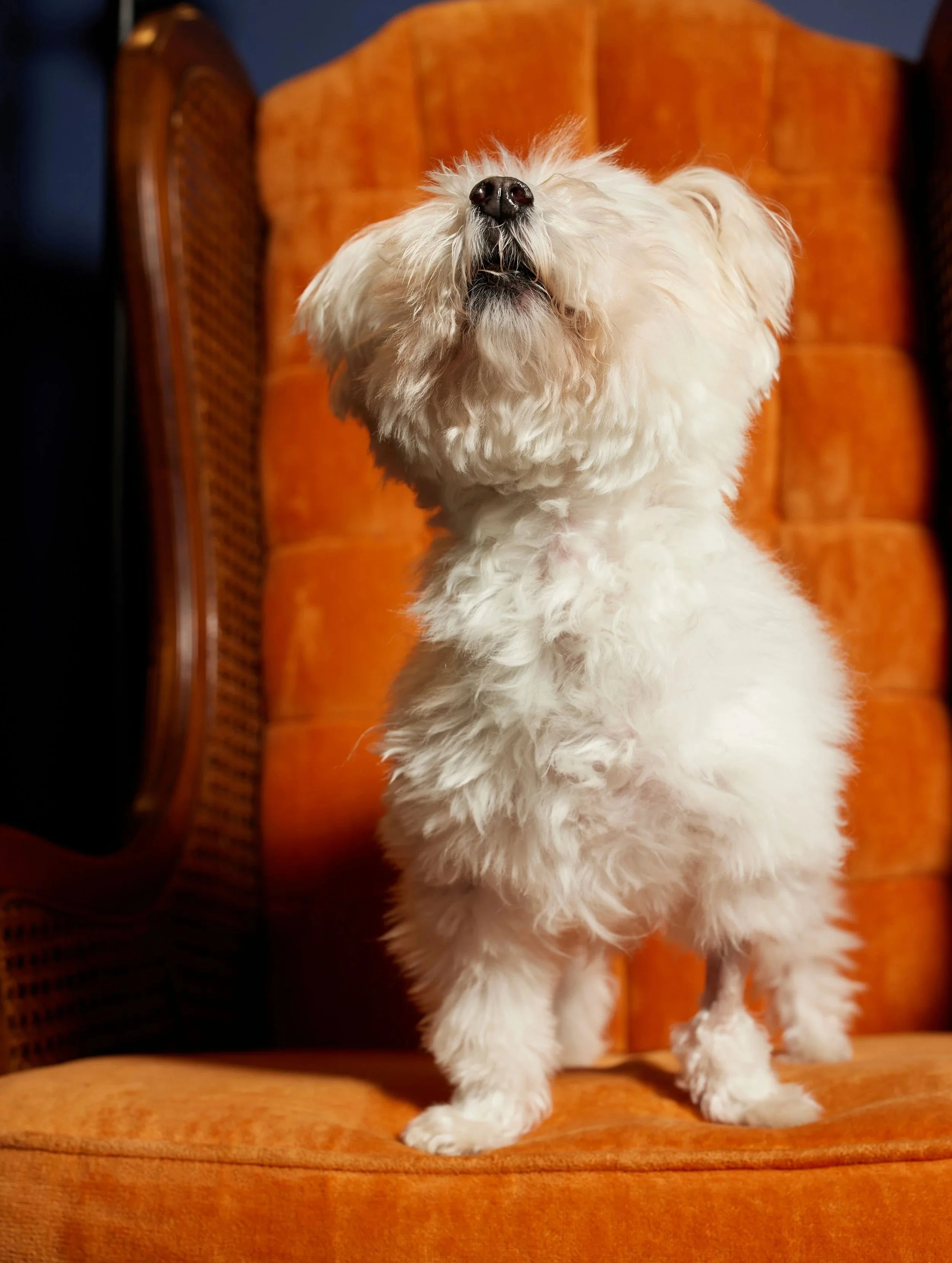 A fluffy white dog with a black nose standing on an orange upholstered couch.