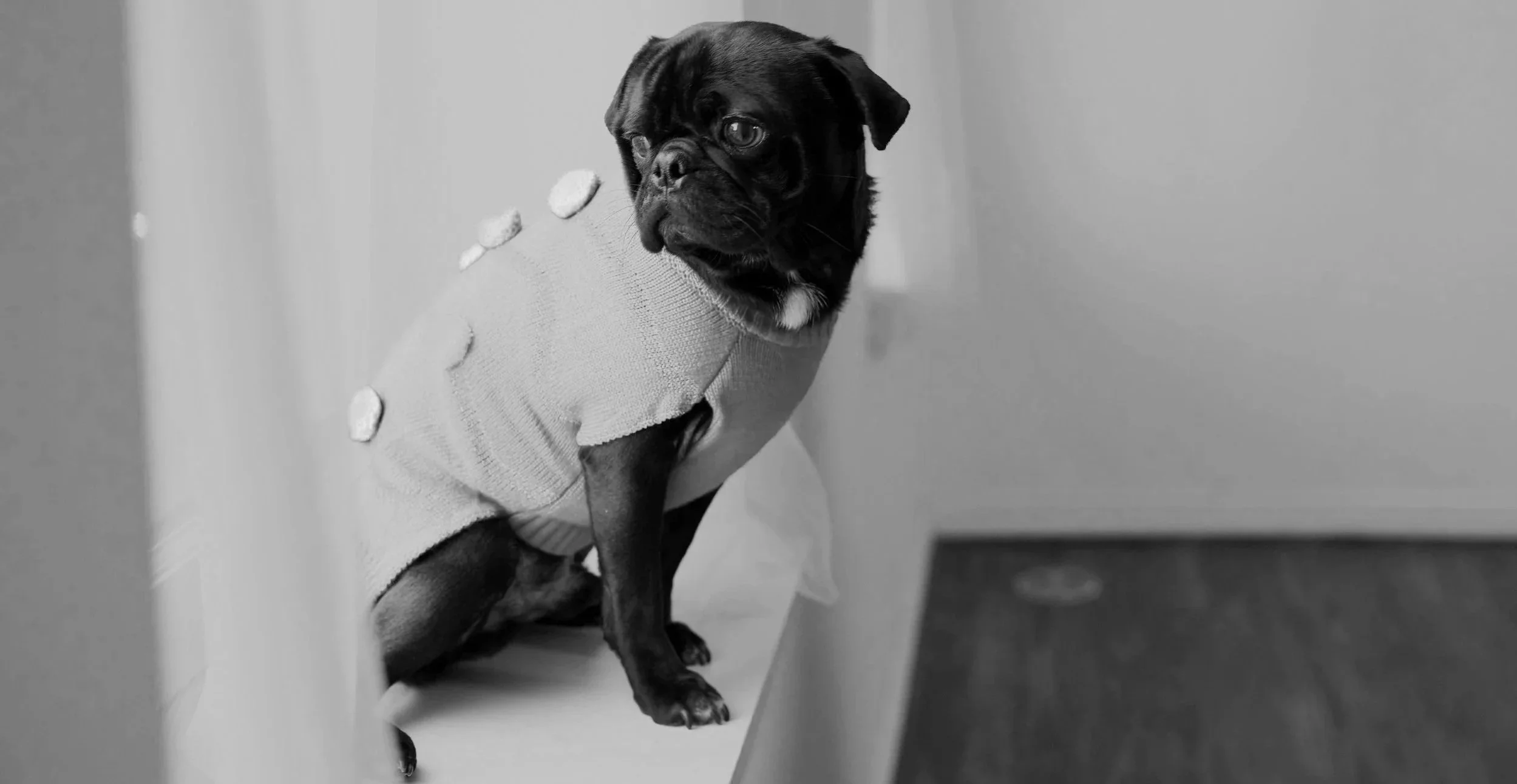 Black pug dog wearing a light-colored sweater with decorative ruffles and buttons, sitting indoors on a surface, looking to the side.