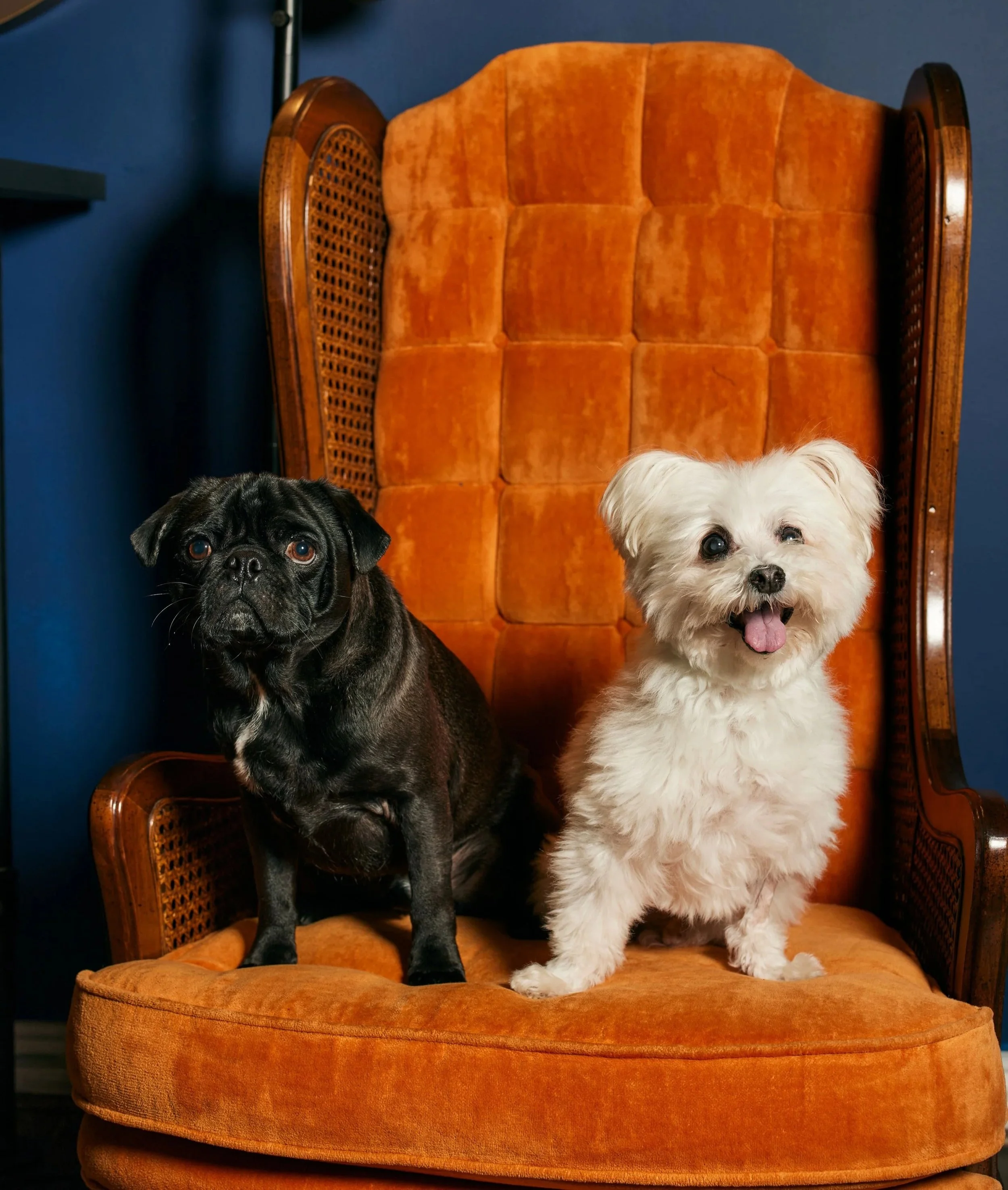 Two dogs sitting on an orange vintage armchair with a blue wall in the background.