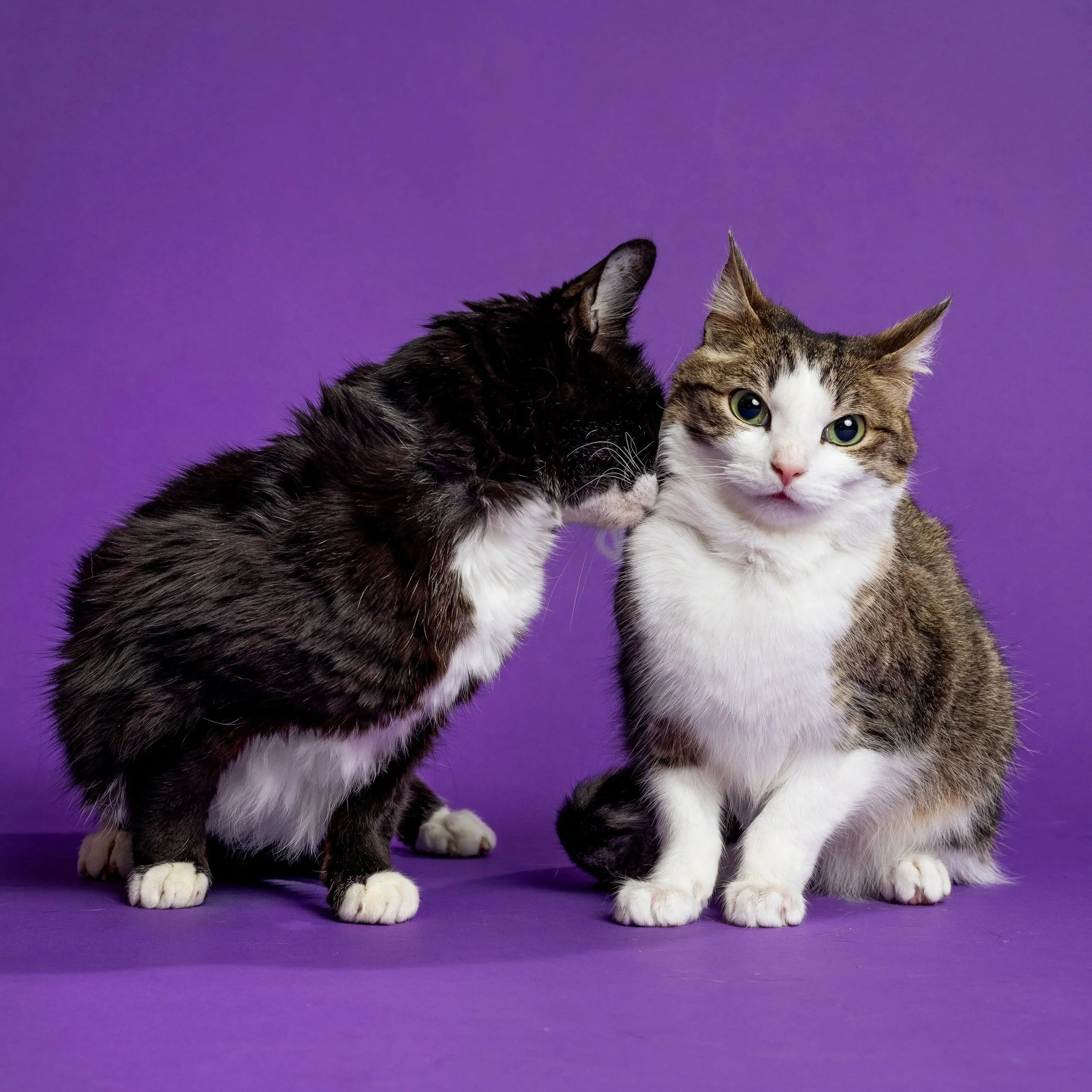 Close-up of two kittens, one with a black and white coat and the other with a brown, black, and white coat, sitting on a purple surface with a purple background.