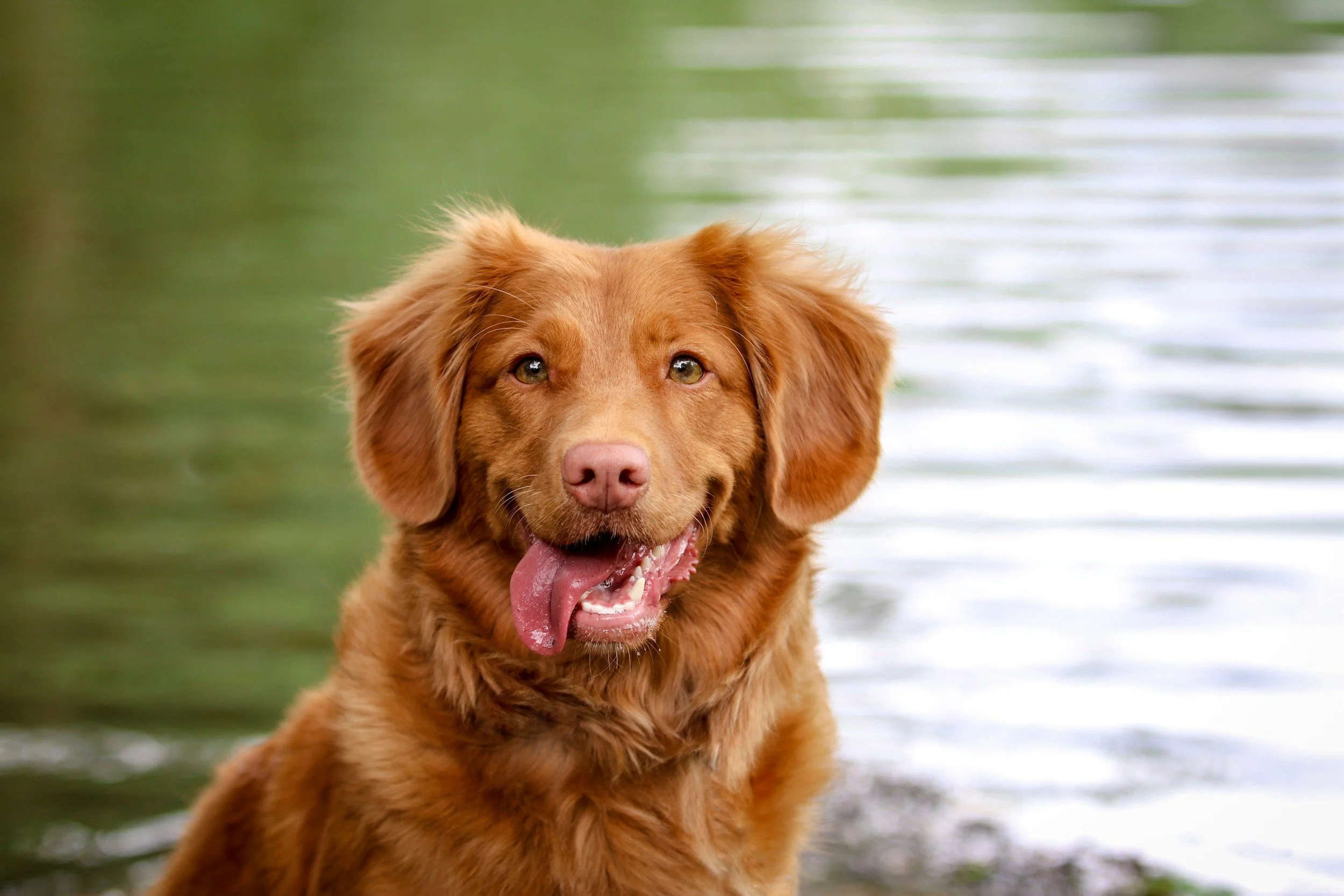 A happy brown dog with floppy ears and a pink tongue hanging out, standing near a body of water with a blurred green background.