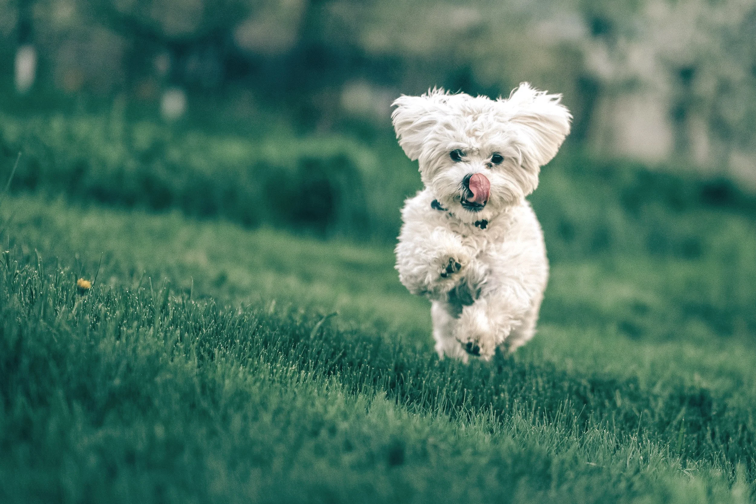 A small white fluffy dog running on a grassy field with a blurred green background.