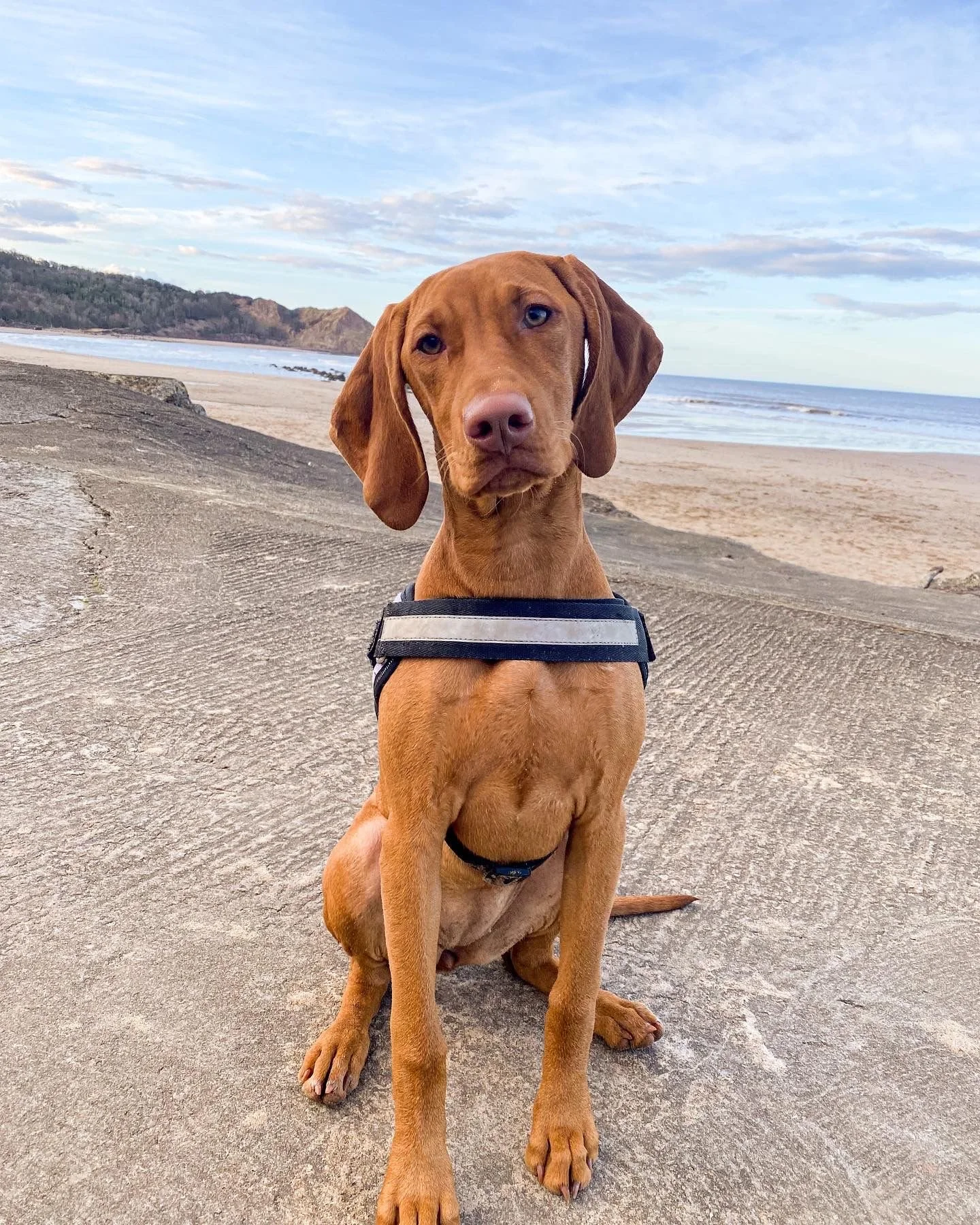 A brown dog with floppy ears sitting on a sandy beach. The dog is wearing a black harness and looking at the camera. In the background, there is an ocean, distant hills, and a partly cloudy sky.