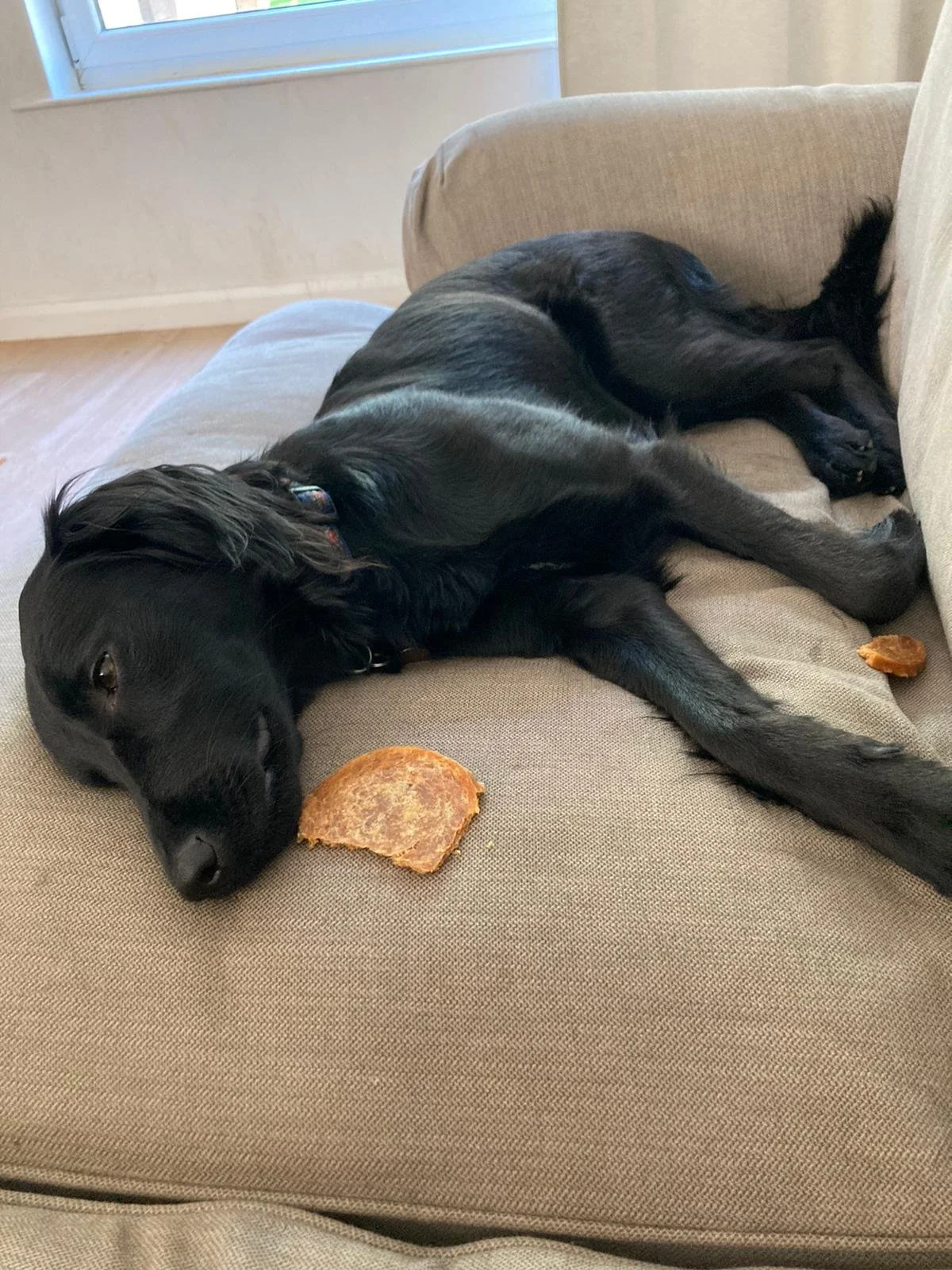A black dog lying on a beige sofa, sleeping with a piece of food near its nose.