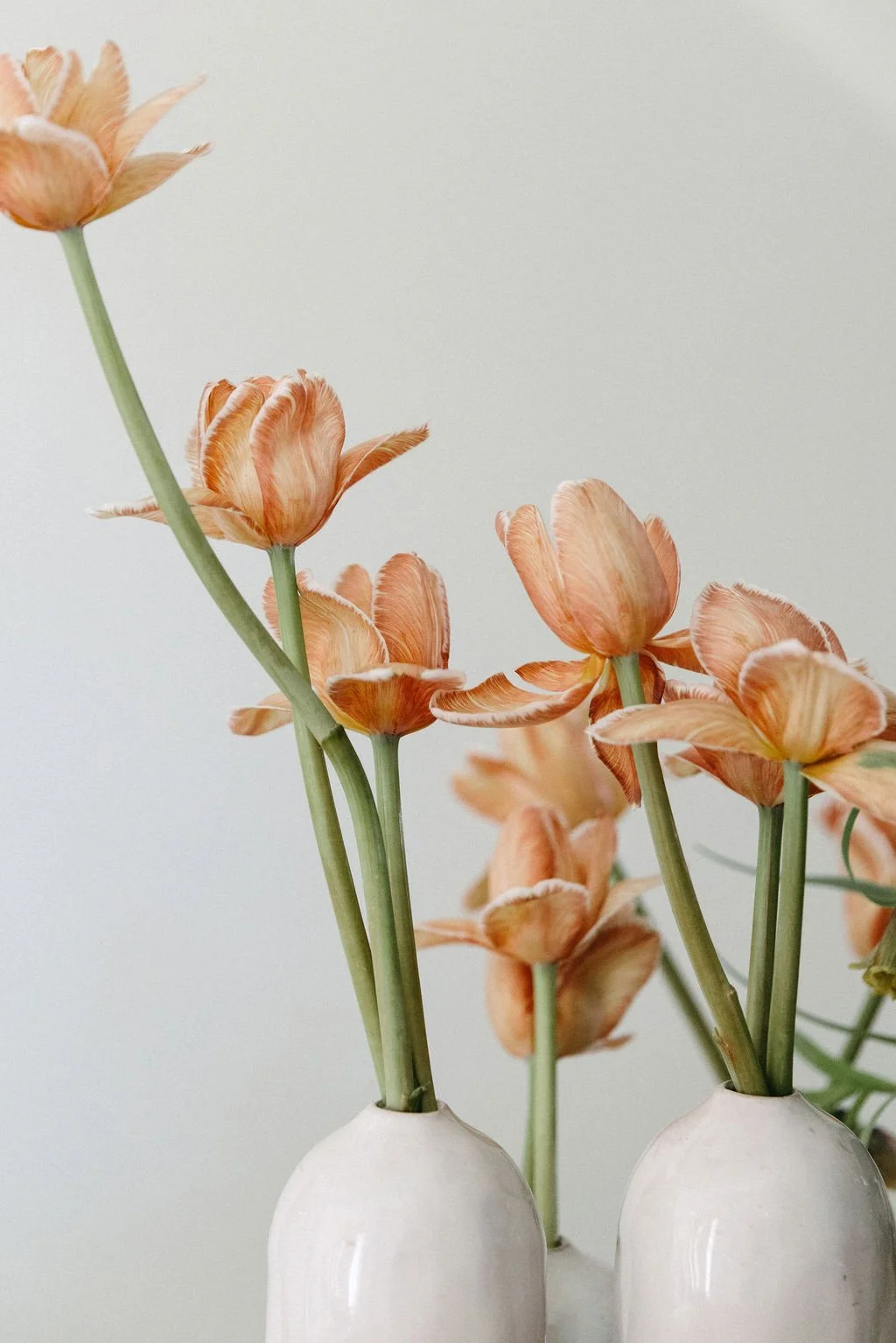 Close-up of peach-colored tulips in ceramic vases against a plain background.