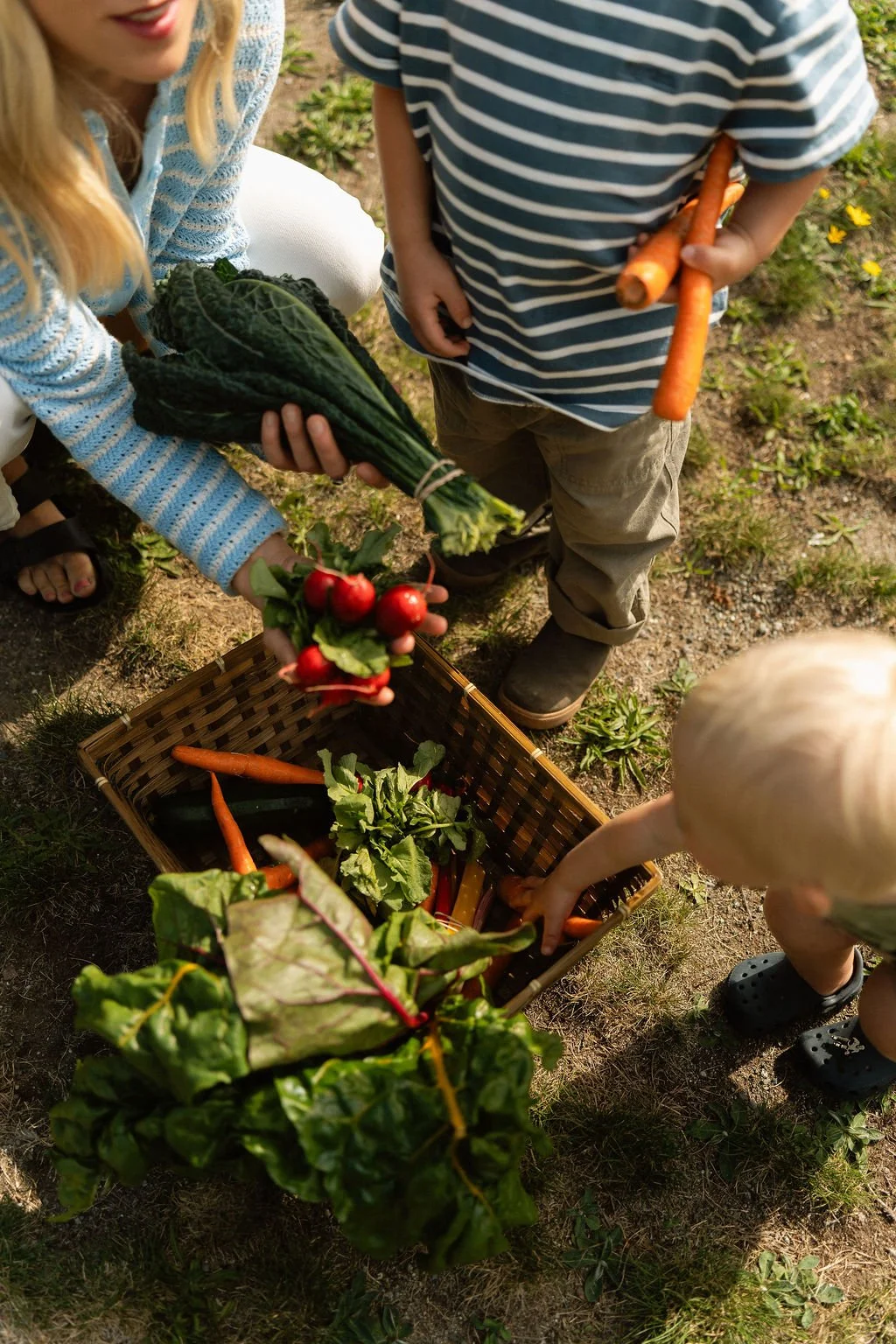 Children harvesting fresh vegetables including carrots, radishes, and Swiss chard in a garden, with a basket partly filled with other vegetables like cucumbers and carrots.