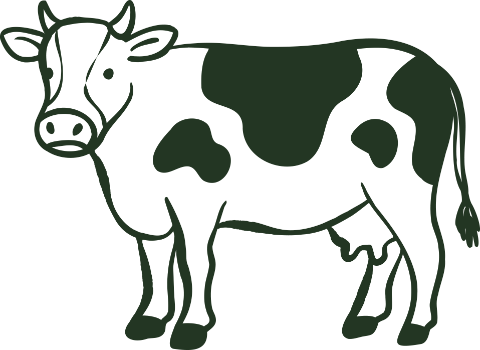 A simple, stylized illustration of a Holstein cow with black and white patches, facing forward, depicted in a cartoon-like manner.