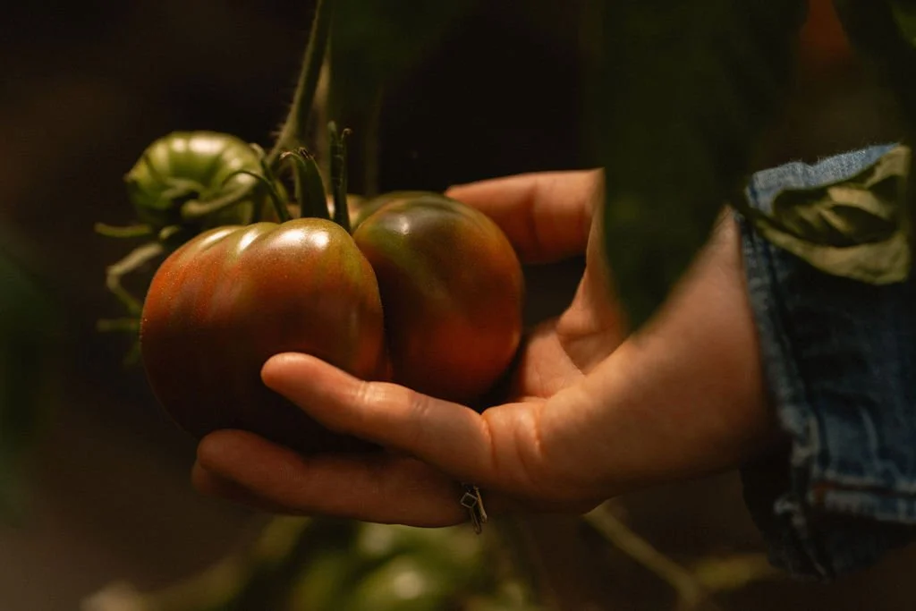 A hand holding two ripening tomatoes on the vine in a garden.