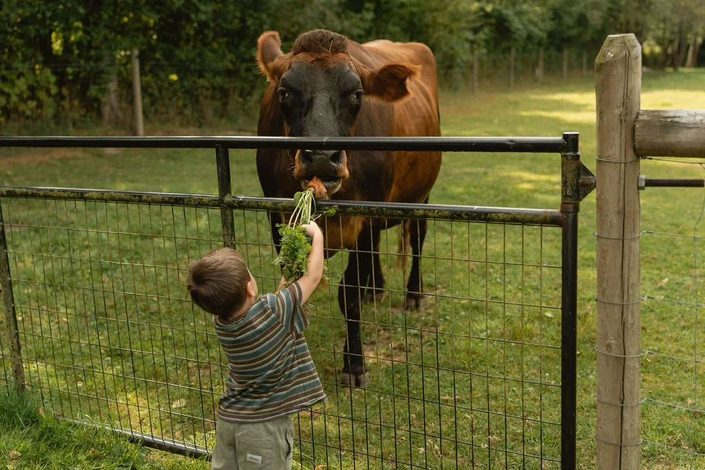 A young boy feeding a carrot to a brown cow behind a metal and wooden fence in a grassy outdoor area.