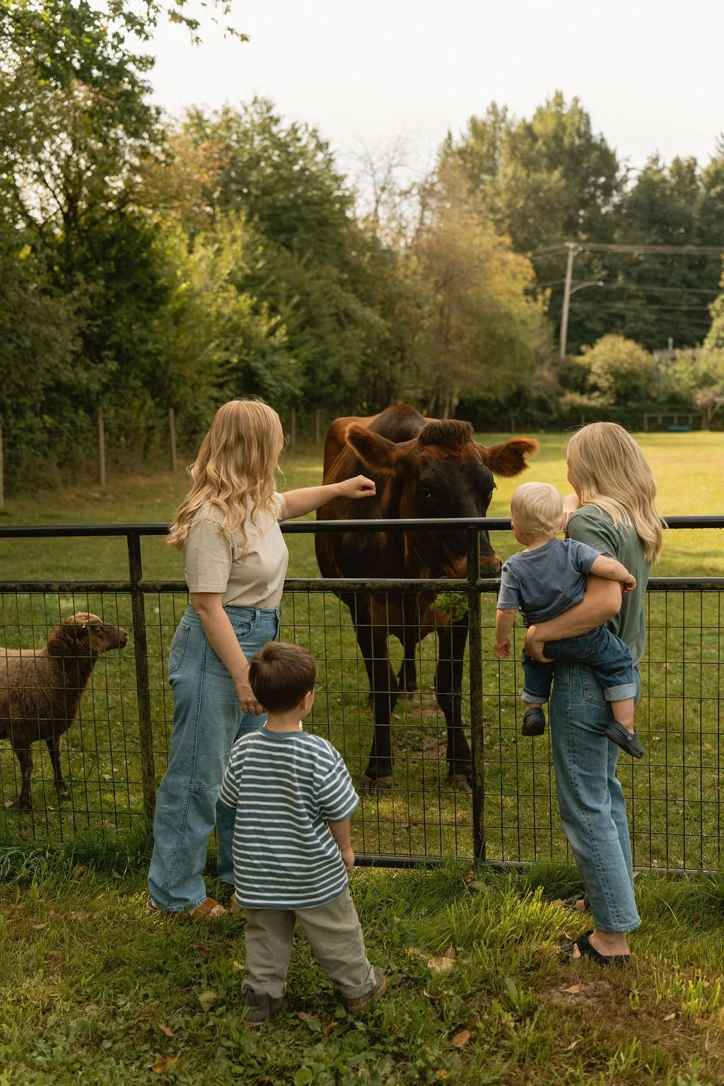 Family visiting farm with children feeding cows behind a metal fence, surrounded by green trees and open field.