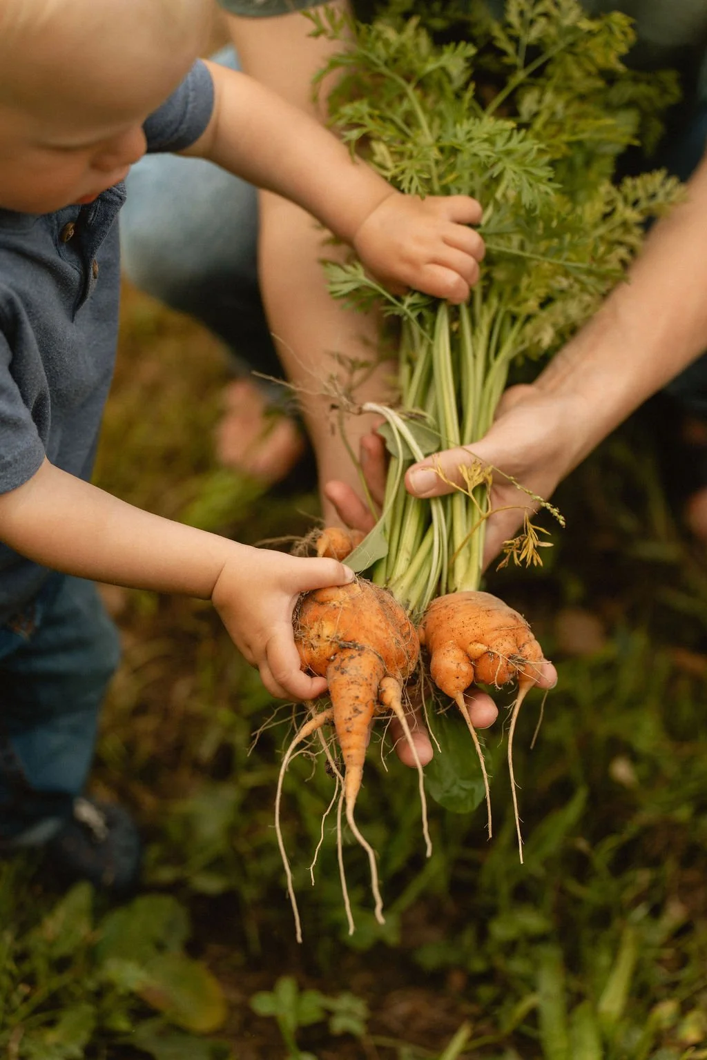 A child and an adult harvesting carrots from a garden, holding freshly pulled carrots with green tops still attached.