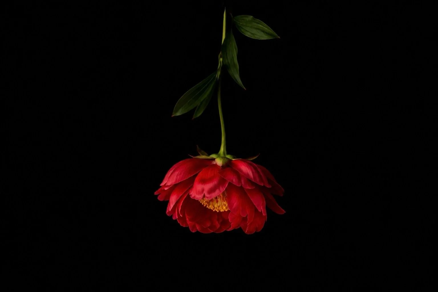 A red flower with a yellow center hanging upside down against a black background.