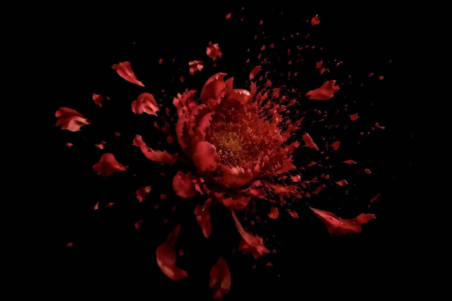 Red flower petals exploding outward against a black background.