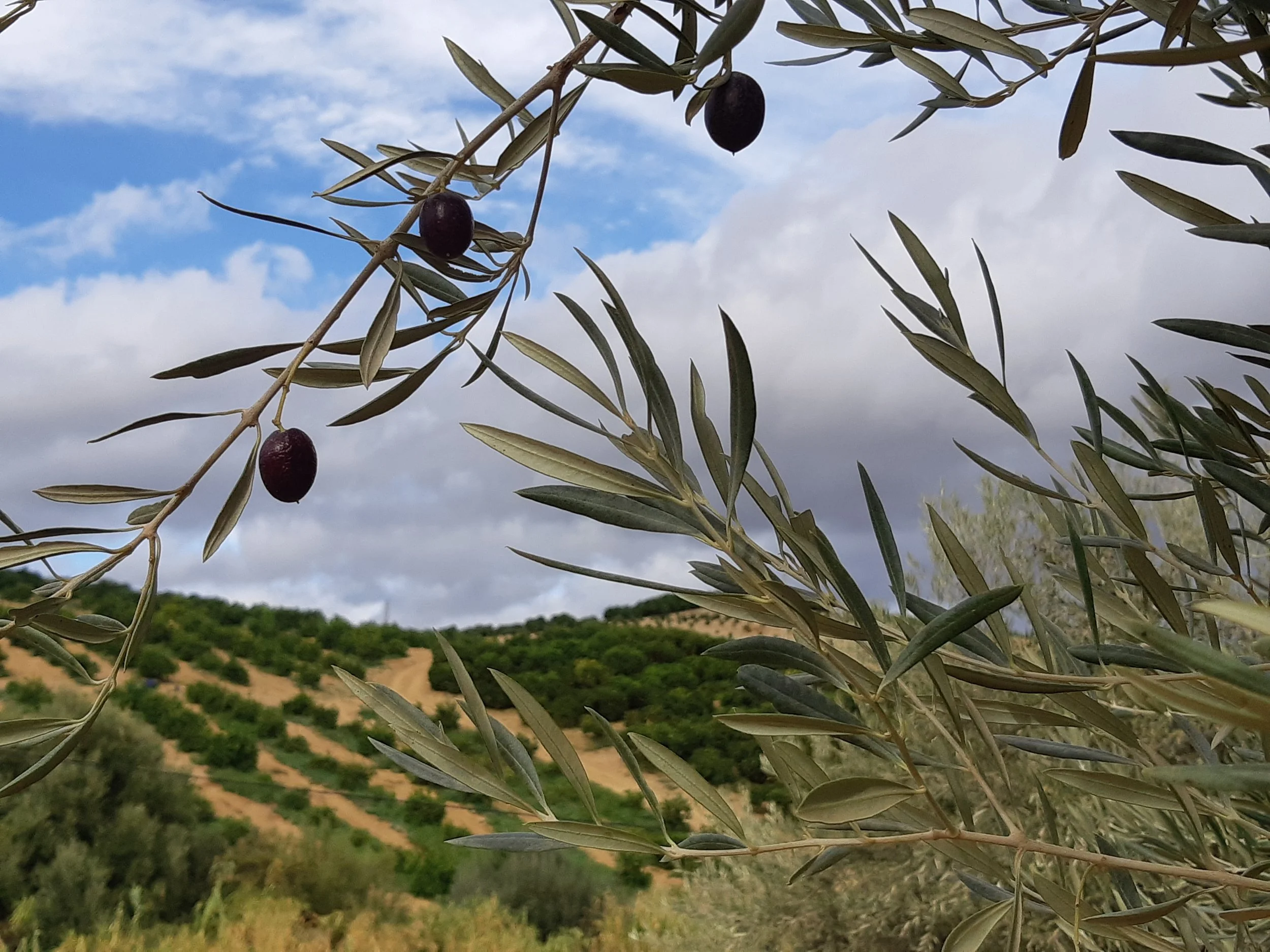 Close-up of an olive tree branch with dark olives and green leaves, with rolling hills and a partly cloudy sky in the background.