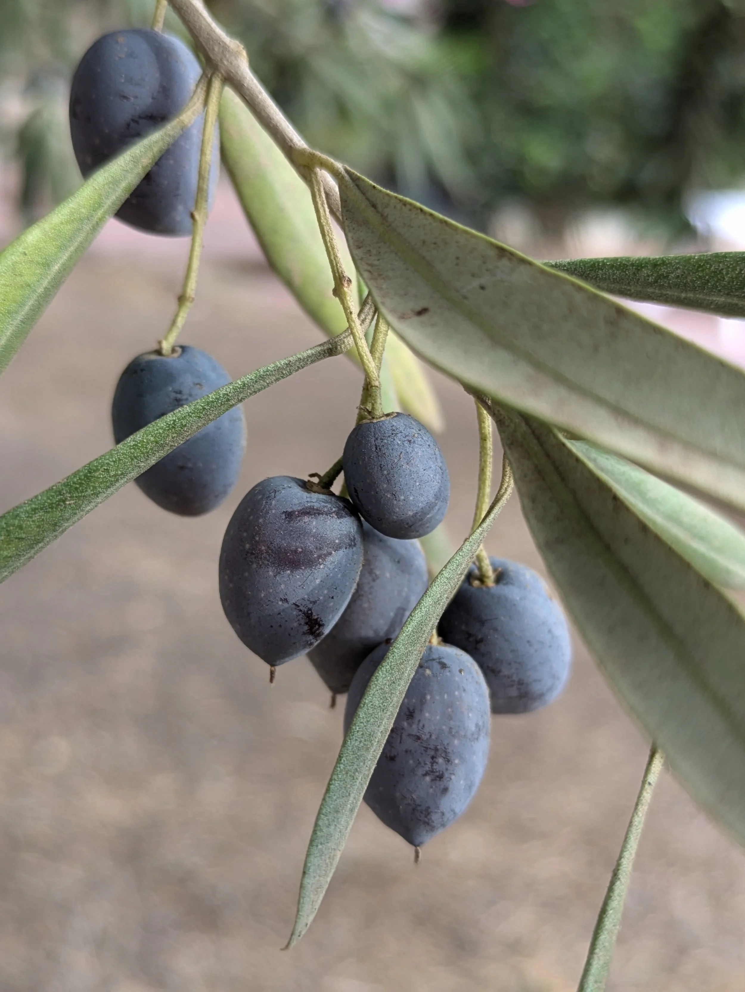Close-up of black olives hanging from a branch with green leaves in the background.