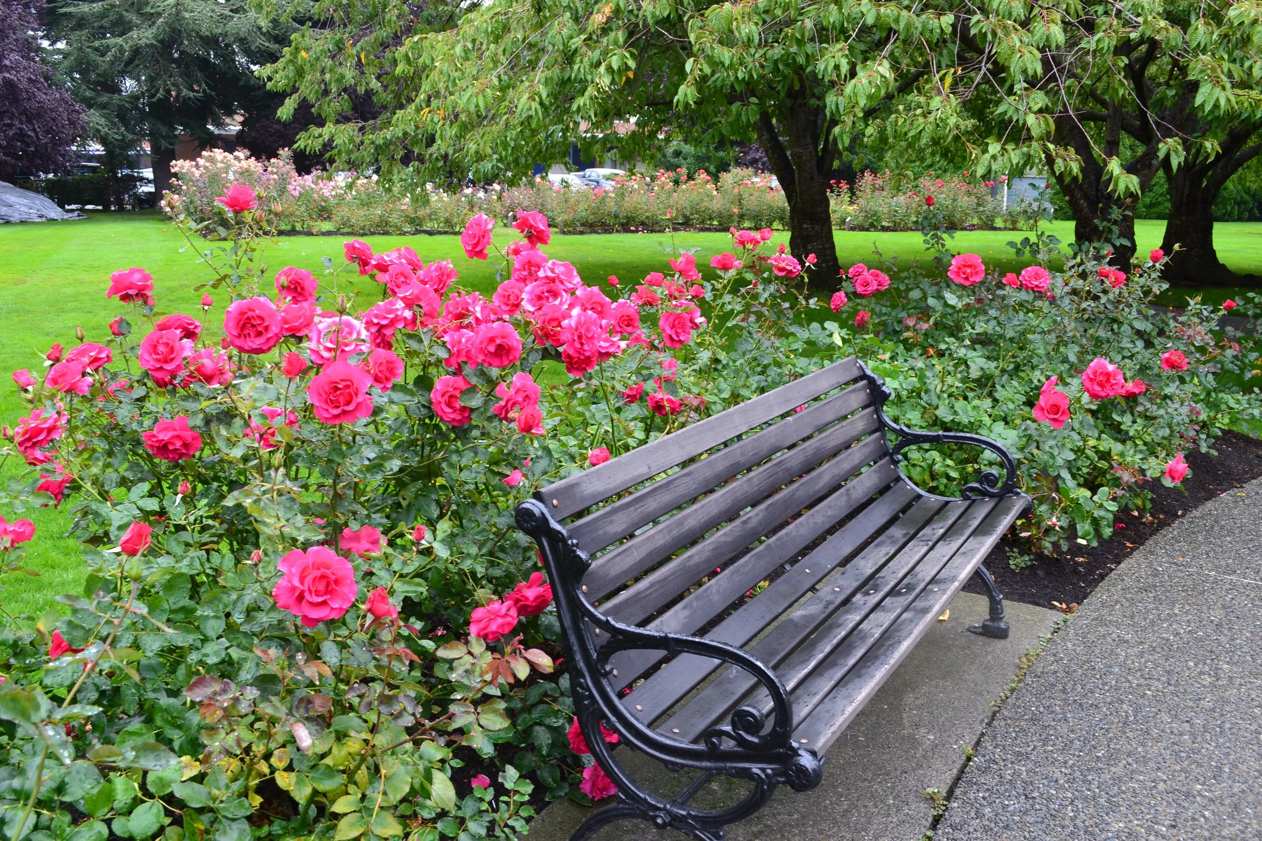 Park with pink roses, lush green trees, a gravel pathway, and a decorative park bench under a large tree.