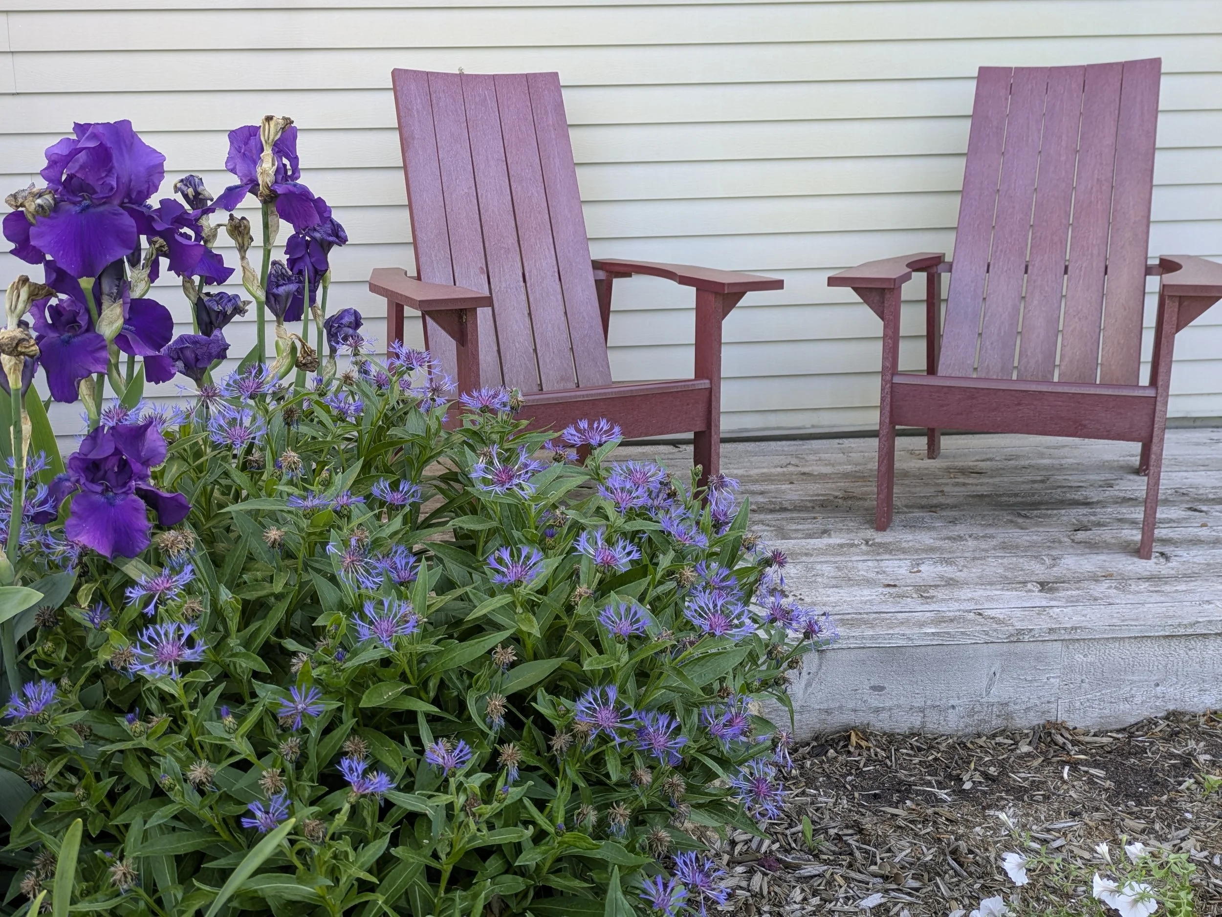 Purple irises and blue asters in front of two pink wooden Adirondack chairs on a wooden deck with a white siding wall backdrop.