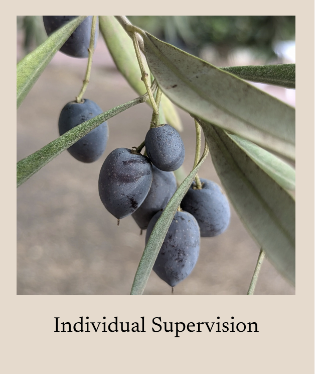 Close-up of ripe black olives hanging from an olive tree branch with green leaves, background blurred.