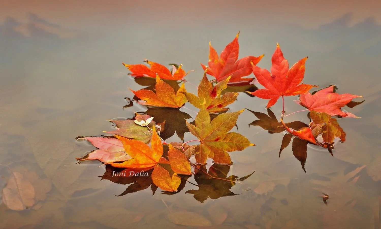 leaves_5.jpg