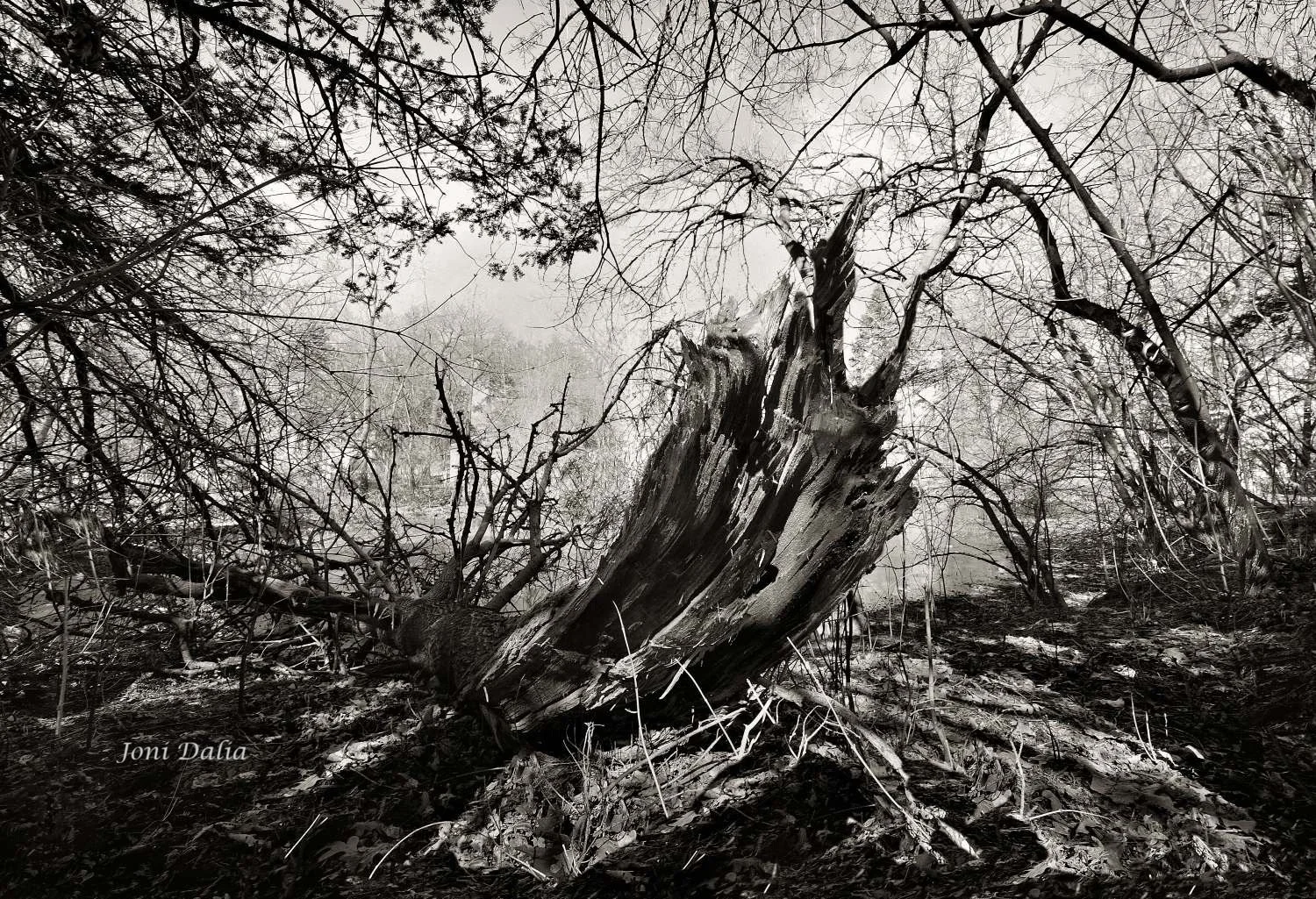 Black_White_12.jpg