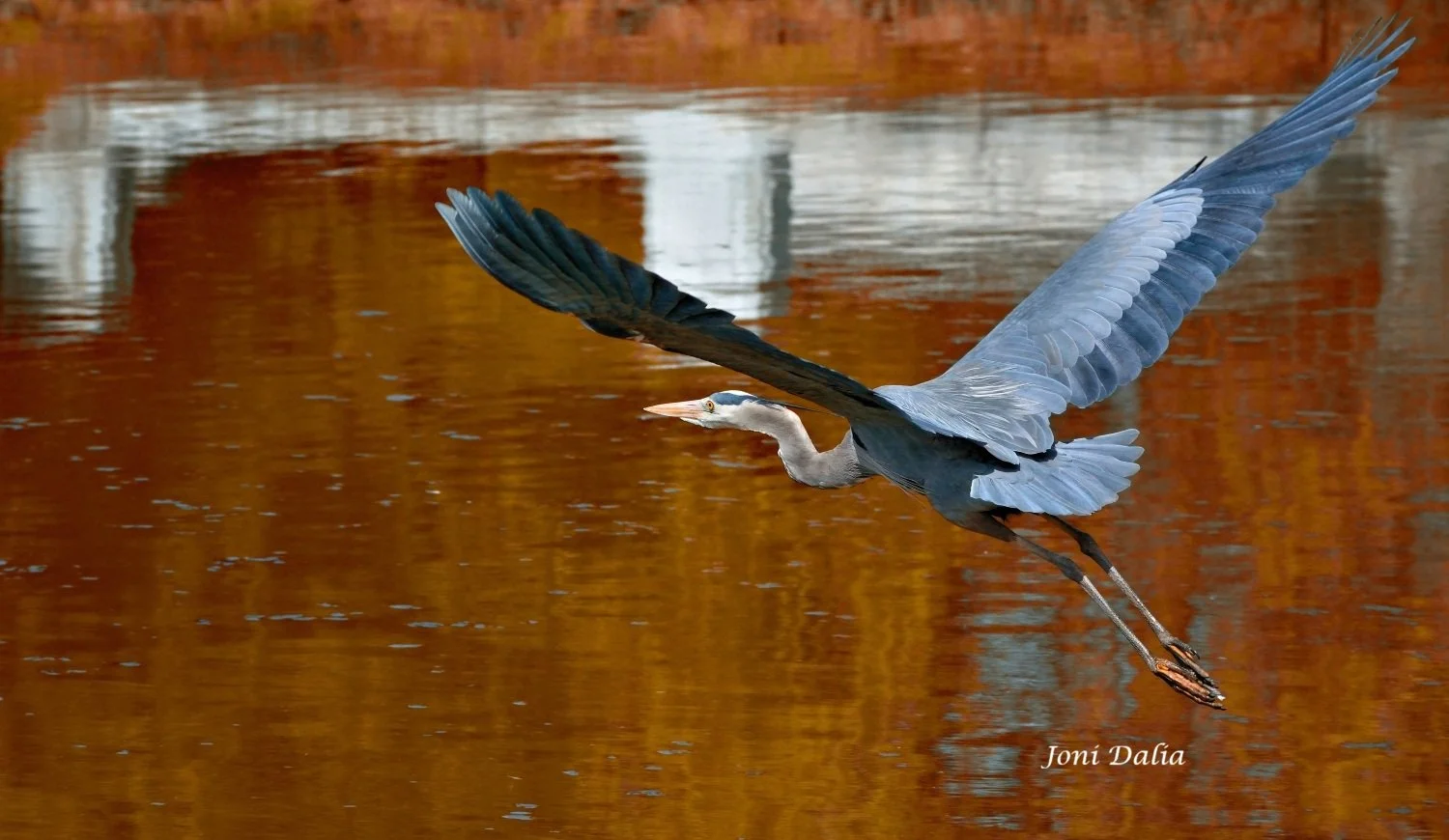 Birds_10.jpg