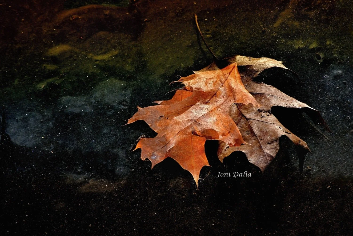 leaves_15.jpg