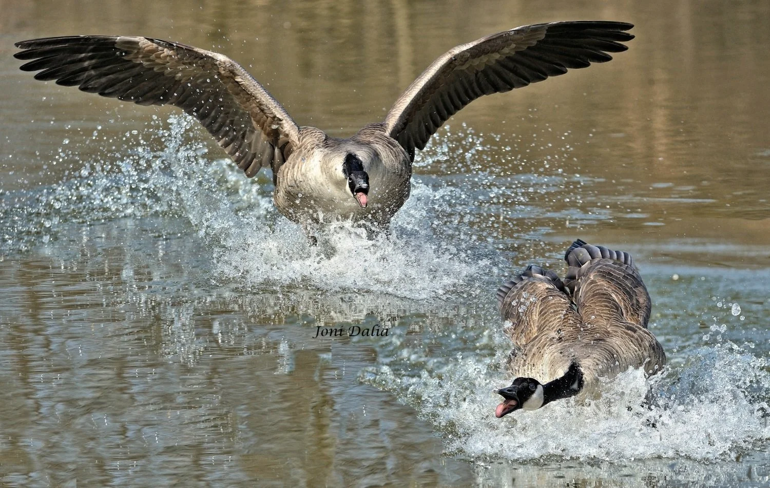 Birds_2.jpg