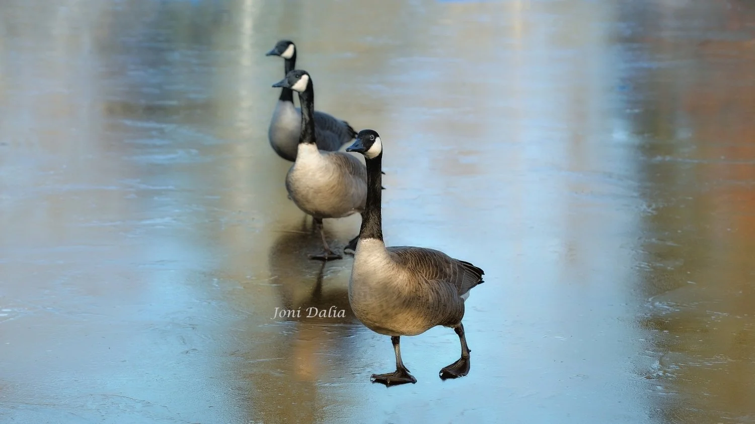 Birds_1.jpg