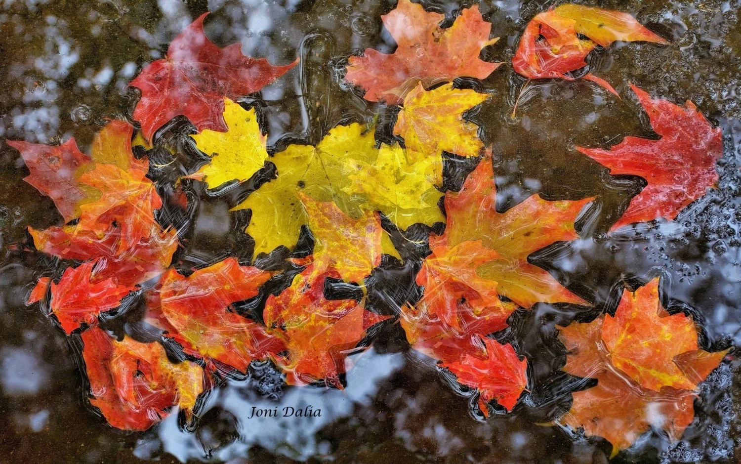 leaves_16.jpg