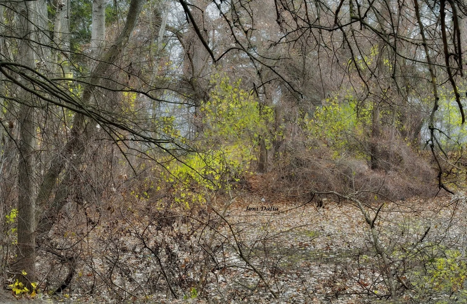 Landscape_16.jpg