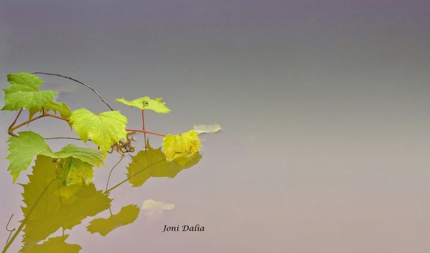 leaves_12.jpg