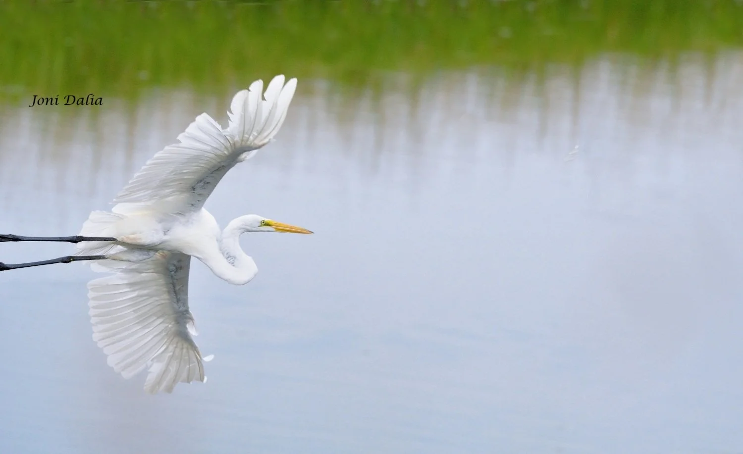 Birds_3.jpg