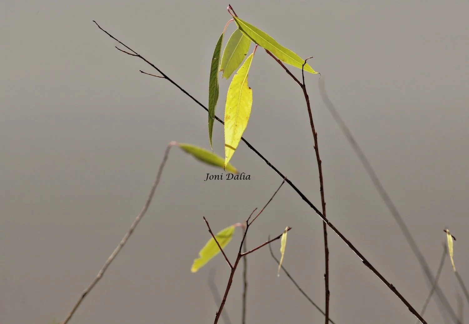 leaves_4.jpg