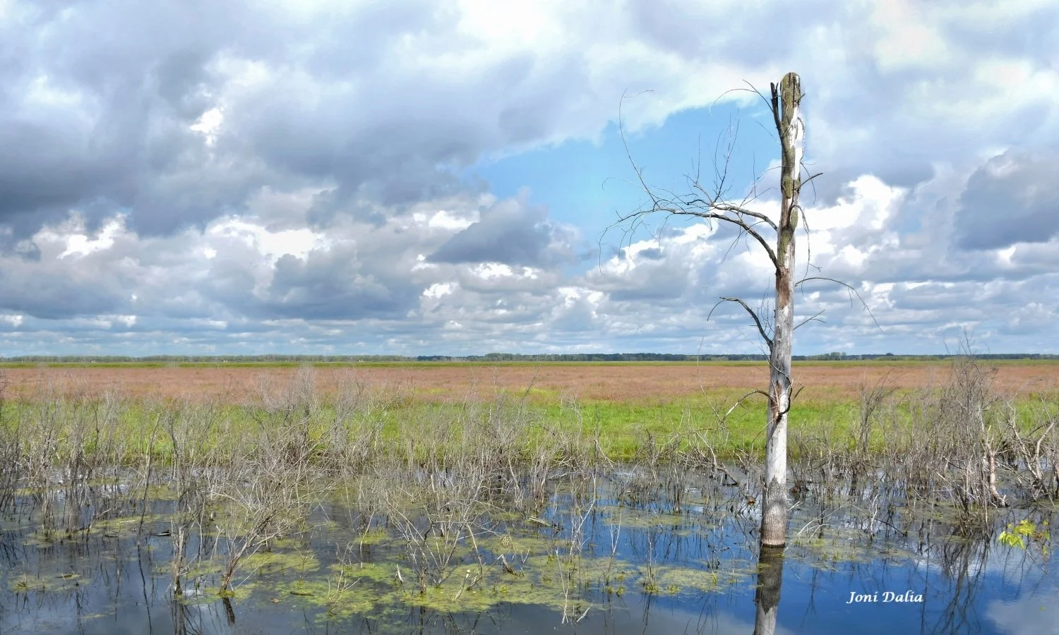 Landscape_19.jpg
