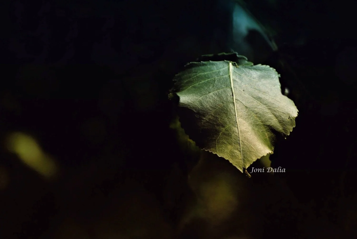 leaves_1.jpg
