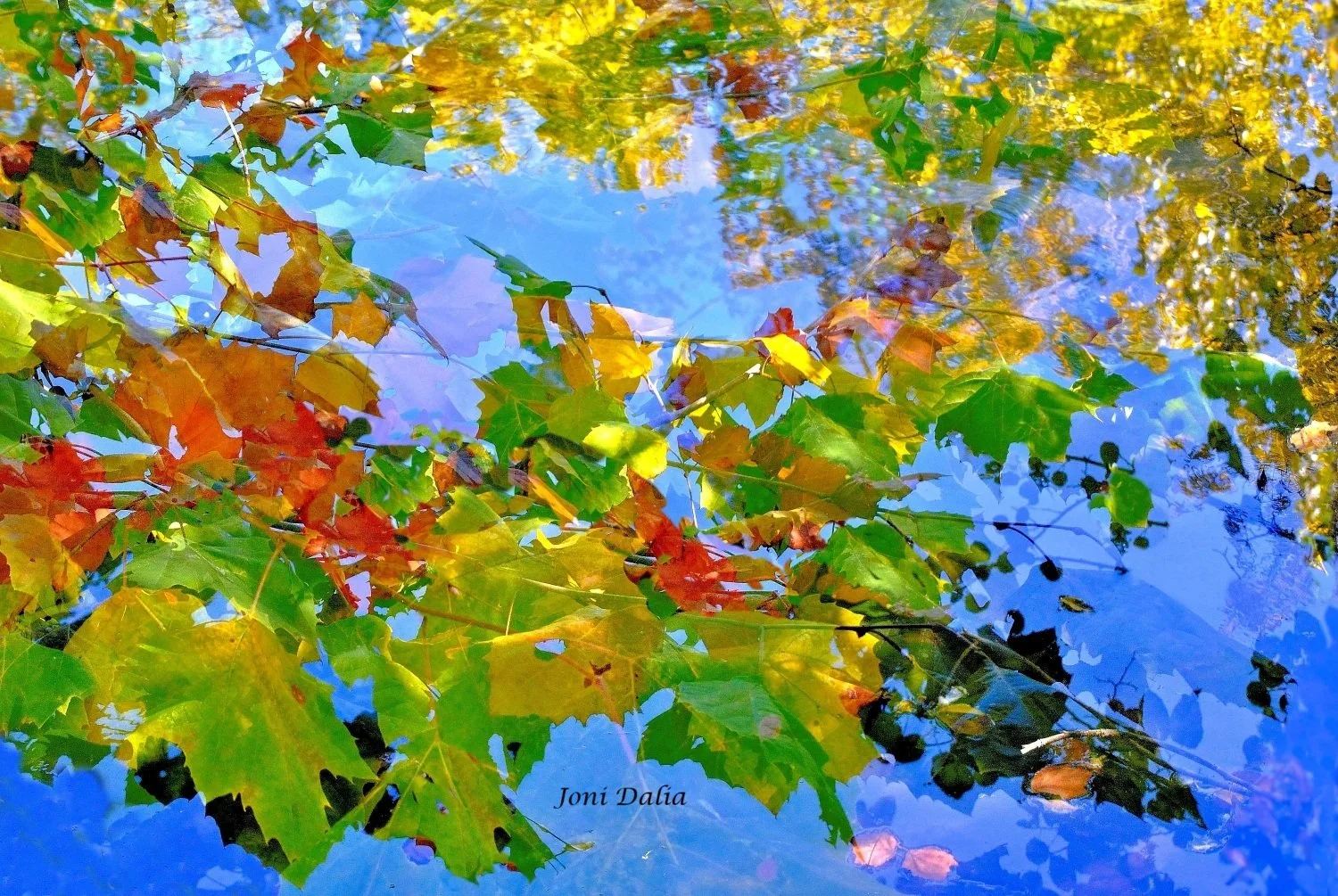 leaves_17.jpg