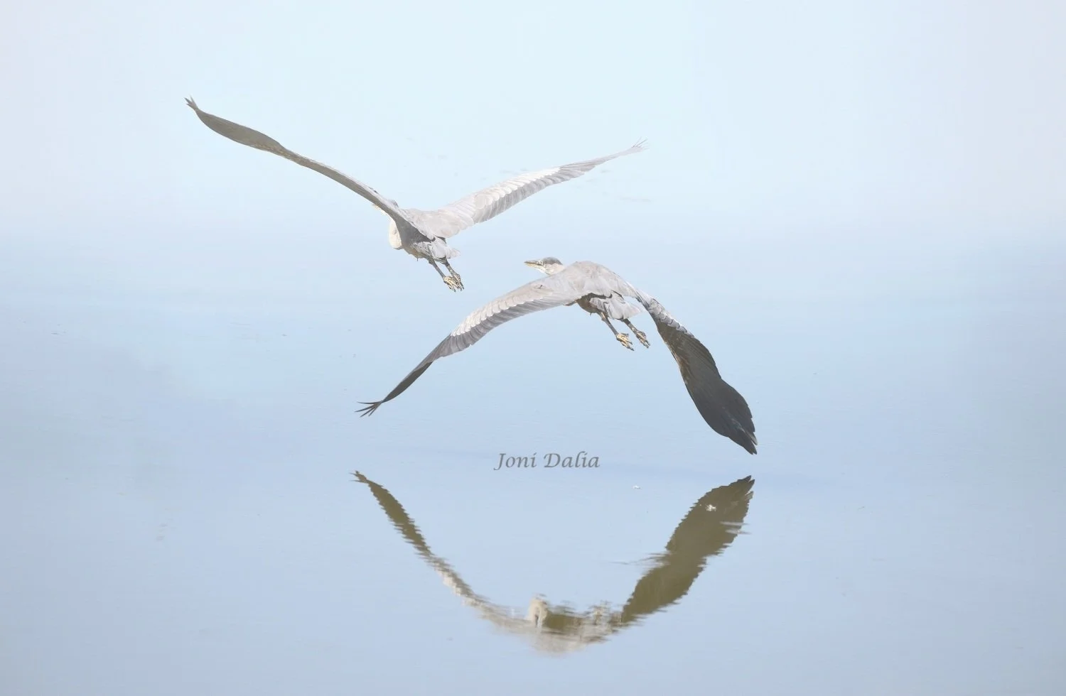 Birds_4.jpg