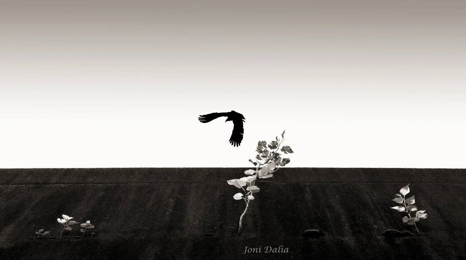 Black_White_17.jpg