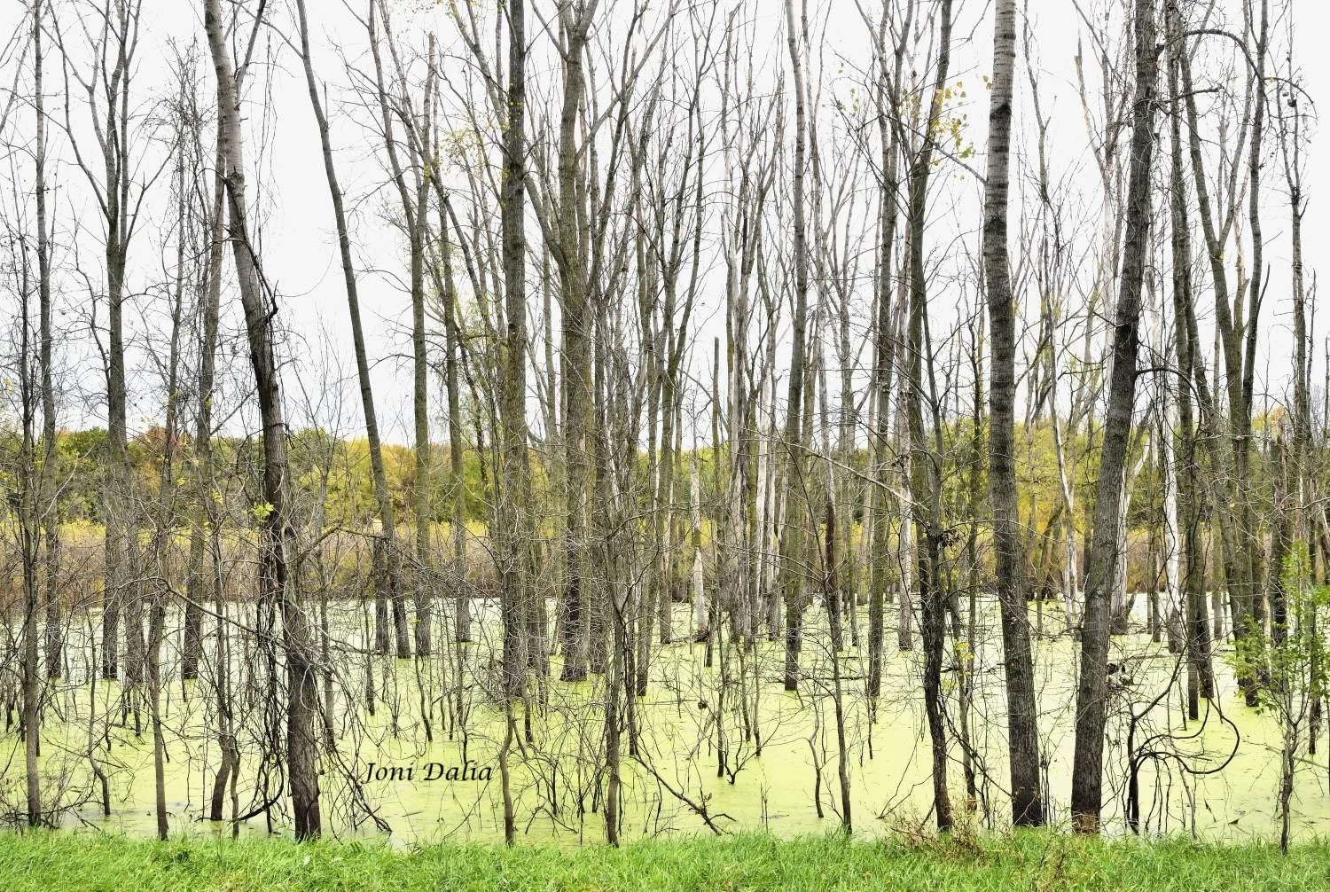 Landscape_16.jpg